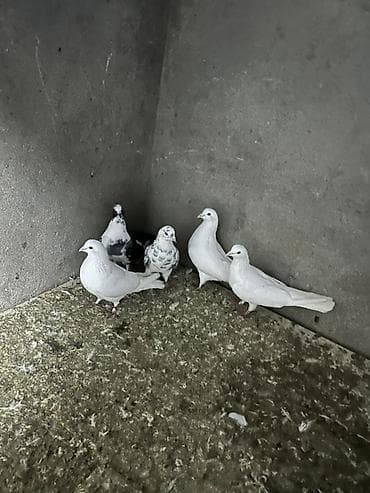 göyercinler: 5 dene quwdu 25 m sonu — 1