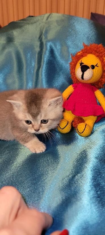 Şotland yastı qulaq