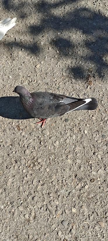 bulbul quşu: Öz göyərçinlərimdi. hər gün uçurduram, balaların almışam deyə say — 3