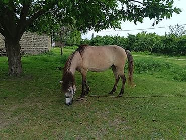 Dişi, il: 7, Ünvandan götürmə