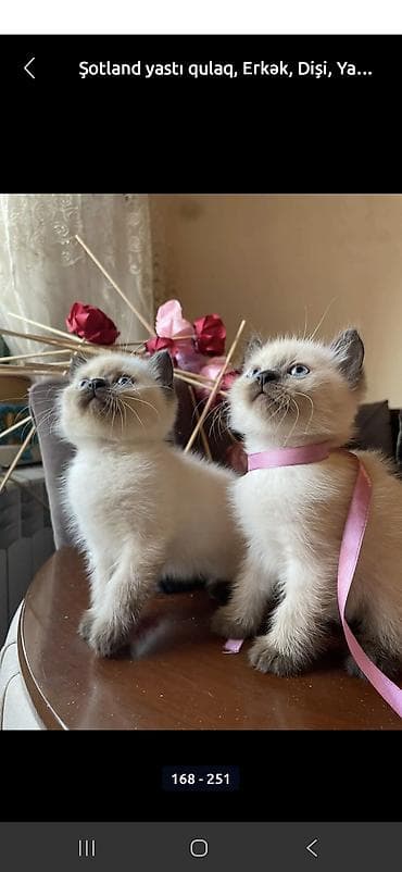 Ağ balaca pişik balası – mavi gözlü, tükləri yumşaq və sıx. Üzündə və