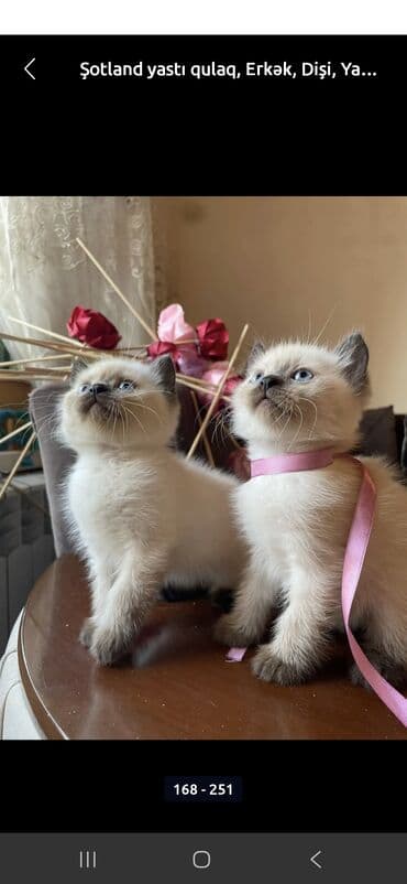 pişik cüt: Ağ balaca pişik balası – mavi gözlü, tükləri yumşaq və sıx. Üzündə və — 7