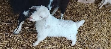 cins dana: Salam sanny tekesi satılır 2 aylıq baladi təmiz sanny tekesidi — 2