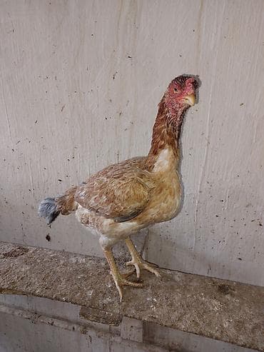 Toyuqlar: Toyuq cücələri, Damazlıq — 5