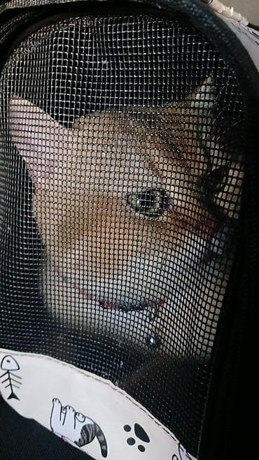 шотландская серебристая шиншилла купить: Британская — 10