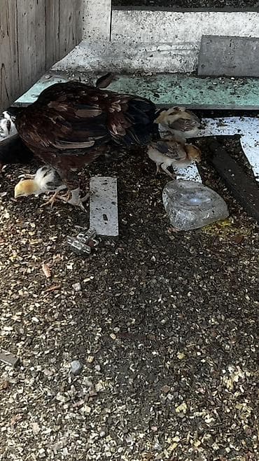 it insan seksi: Toyuq cücələri, Damazlıq — 4