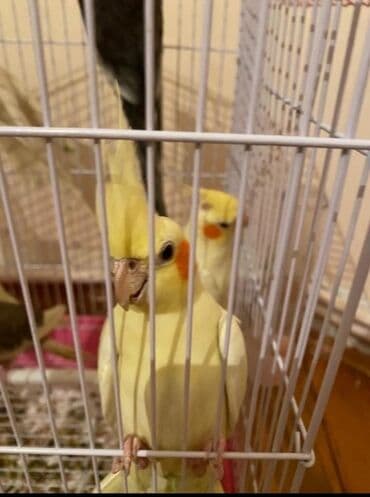 Кошки: Cute hazir erkek ve disi korellar var hazir cutler var saglam quslardi — 4