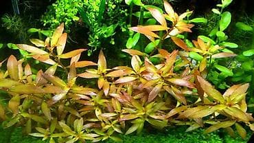 Quşlar: Akvaryum bitkiləri dəsti – rəngli kompozisiya Tərkib: - Qırmızı tonlu — 4