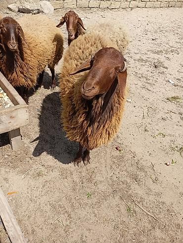 qara ag quyruq: Erkək, Qala, il: 1, Damazlıq, Ünvandan götürmə — 3