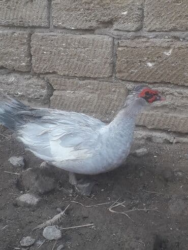 Bildirçin: Macar lavanda ordeyleri 3 eded xoruz ordeyin 1i 50 manat — 6