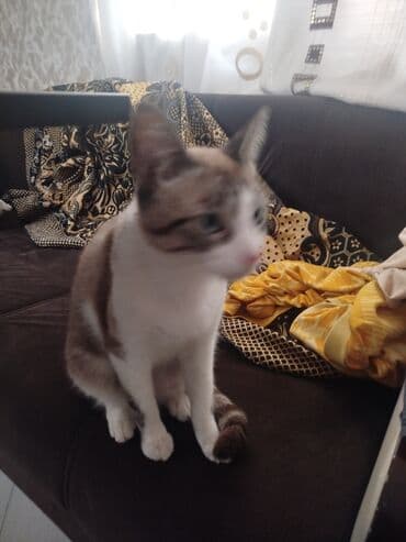 приют для кошек в баку: В добрые руки — 5