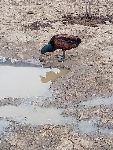 lalafo goyercin satisi: Temiz pekin ordeyleri yumrtasi 90 faiz mayalı siferis önceden veresiz — 4