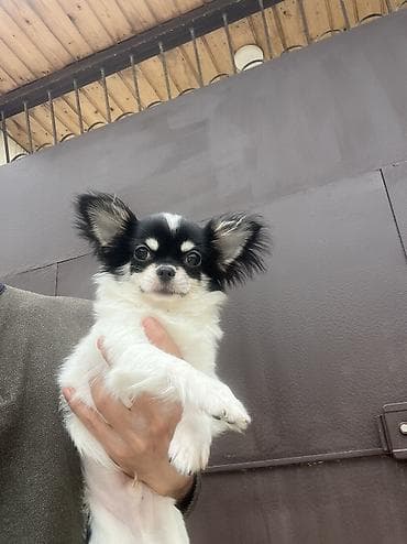 İtlər: Çixuahua, 6 ay, Erkek, Peyvəndli, Ödənişli çatdırılma — 8