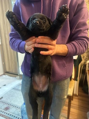 Heyvanlar üçün mallar: Alman çoban iti, Dişi — 2