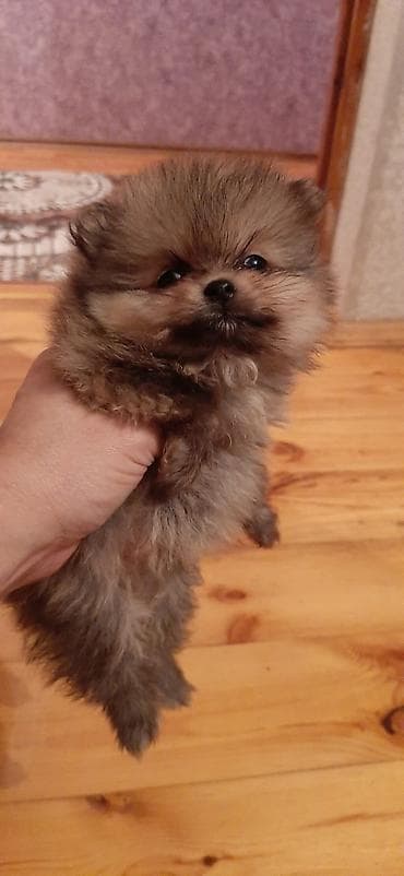 sotland pişik: Şotland — 9