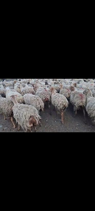 toyuq fermasi satilir: 350 baş qarabg sort boz qoyunlar satılır . hissə hissədə götrə — 6
