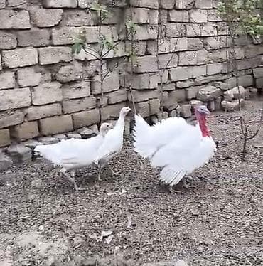 cins atlar: Erkək, Ətlik — 4