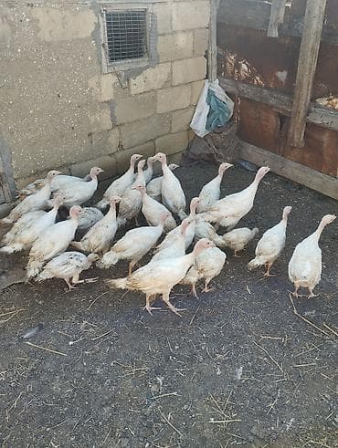 Hinduşkalar: Unvan gilezi. 27 eded hamsi bir yerde satilir real alici zeng etsin ve — 4