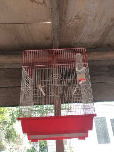 hələb kecilərin qiyməti: Bozlar 35 azn Sarilar 40 Azn Əl quşlari 60-70 Azn 100 Azn tam rucnoy — 8