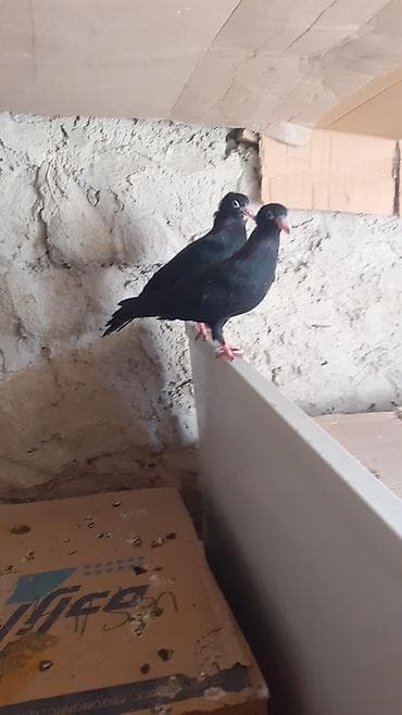 Bir cut rasiya sortu qara kekilli aq dimdik balalar satilir.qiymeti 30 — 4