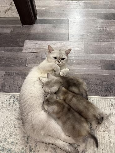 pişik etibarlı: Britan — 7