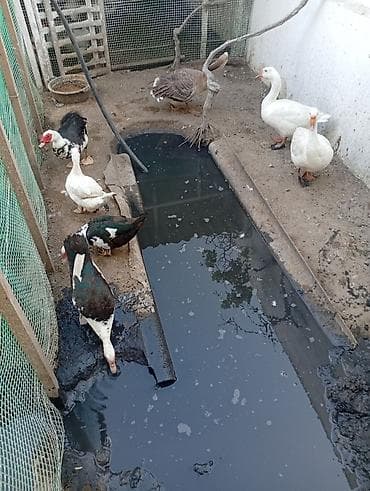Qaz və ördək sürüsü Təsvir: - Fotoşəkillərdə göstərilən heyvanlar lalafo.az -da Qaz və ördək sürüsü Təsvir: - Fotoşəkillərdə göstərilən heyvanlar