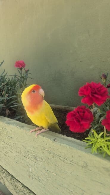 geref quşu: Nerazlucnik Rəngarəng lələkləri olan sevgi quşu. Bu parlaq rəngli quş — 2