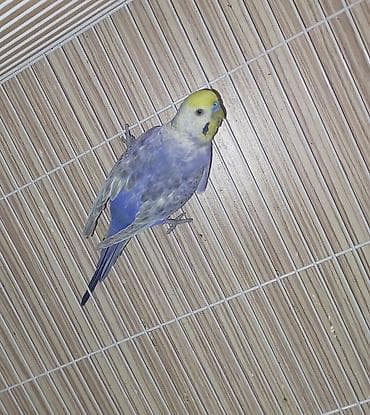 susar qusu: Hazir bala vermis temiz qan erkey rainbow satilir rengi goz qabaginda — 2