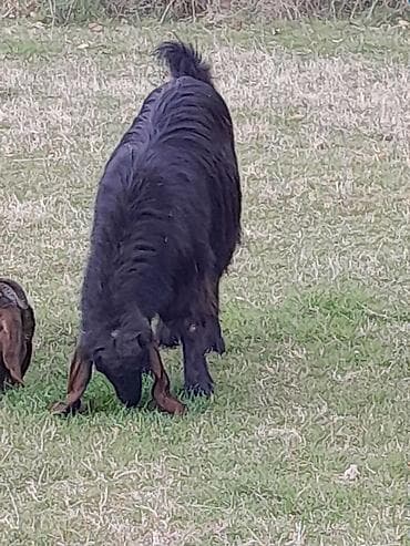 ev iti pudel: Qoyun-keçi təsərrüfatı üçün 2 baş yerli keçi - Növ: yerli (et və süd — 5