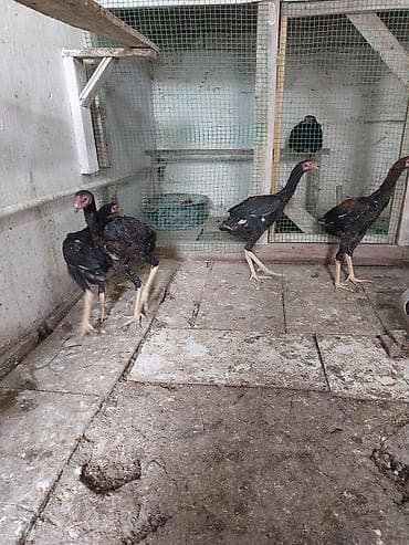 kənd cuceleri: Toyuq cücələri, Damazlıq — 10