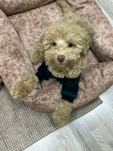 qiz ucun toy donlari: Pudel, 2 il, Erkek, Cütləşmə üçün — 12