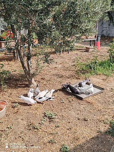 heyvan bazari baki: Başı kəkilli, ayağı papışdı, göyərçinlər 15 AZN-dir. Sadə göyərçinlər — 7