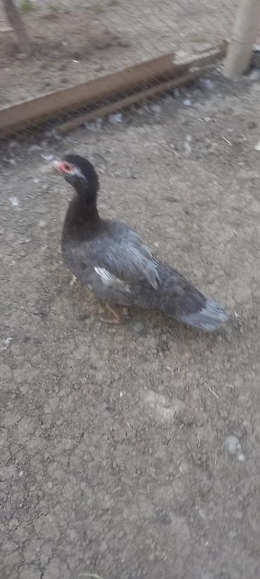 kend çolpası: Erkək, | Lal ördək, Ətlik — 3