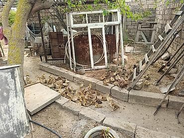 mal satisi: Satılan məhsul ördək balalarıdır. Şəkillərdə sarı-qəhvəyi rəng — 6