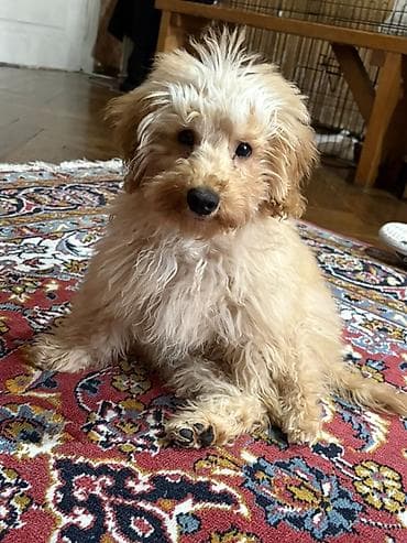 afcarka balası: Pudel, 6 ay, Erkek, Peyvəndli — 4