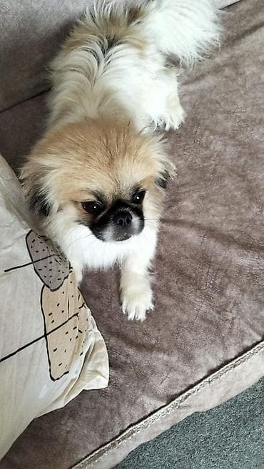 it alanlar: Pekines, 1 il, Dişi, Ünvandan götürmə — 3