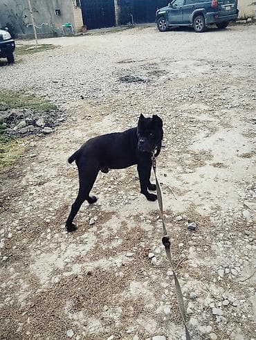 dobelman it: Kane-Korso, Erkek — 8