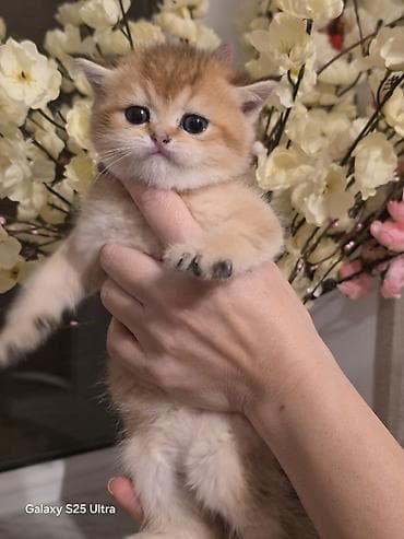 pişik geyimi: Britan — 3