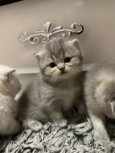 siyam pişiyi: Şotland yastı qulaq — 4