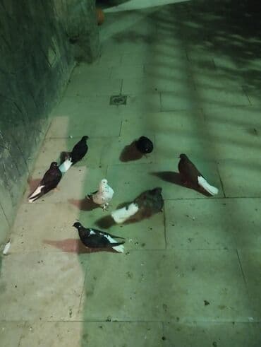 goyercin yuvalari: Salam buyurun 7 qusdu tergdme di temiz bala verir optum 60 manat — 2