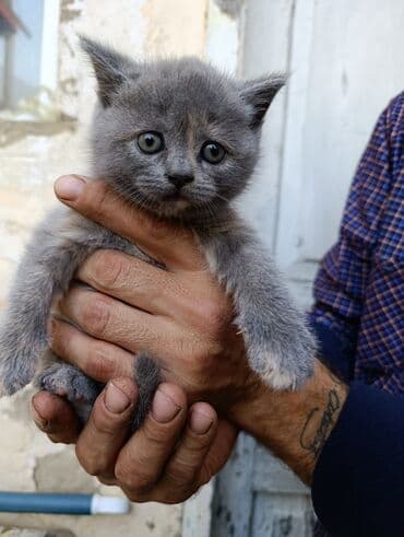 cins pisik cutlesdirme: Boz tüklü, yumşaq və balaca pişik balası Xüsusiyyətlər: - Rəng — 1