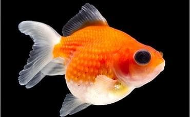 qızıl balıq satışı: Qızıl balıq, Sülhsevər — 2