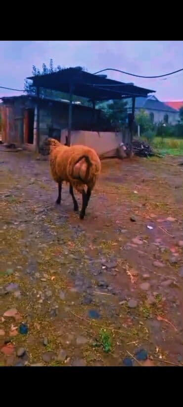 Yemlər: Super damazlıq cavan toğlu 65 kq diri çəkisi cəlilabad da adla — 4