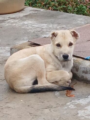 3 ay, Dişi lalafo.az -da 3 ay, Dişi