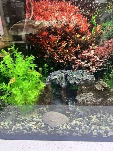 akvarium bitkileri: Dördbucaq akvarium, Balıqlarla birlikdə, 65 l, Ünvandan götürmə — 1