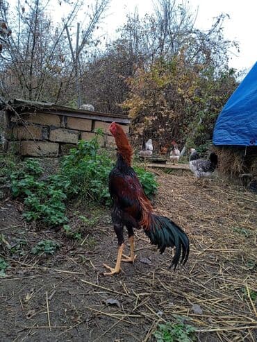 Apler beçesidi 3kq çekisi ata 4 udmuş meydan xoruzu ana terefide