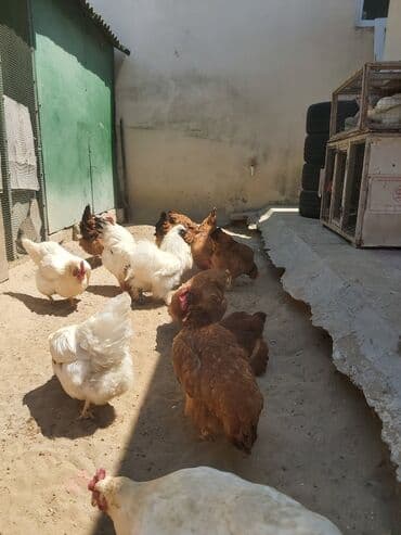 cins xoruz yumurtada banlayar: Toyuq, Yumurtalıq, Ünvandan götürmə — 7