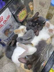 dovşan alıram: Məhsul: Dekorativ dovşan balaları Təsvir: - Fərqli rəng və tüklü — 2