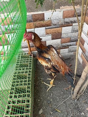 koko spaniel: Heyratı xoruz cavan heyvandır yeni yeni üz alır tam sağlamdır əlavə — 3