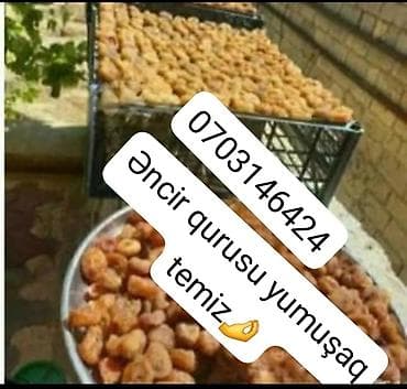 Əncir qurusu